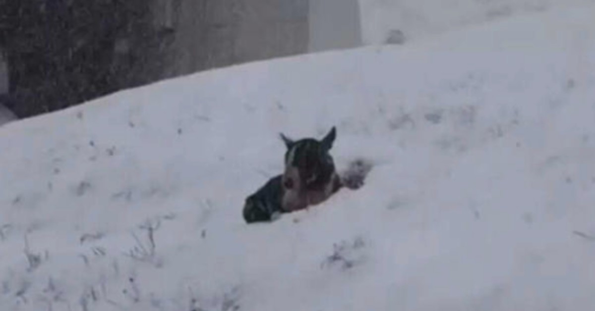 Abandoned Dog Curls Up In Snowbank Waiting For Someone To Notice Him