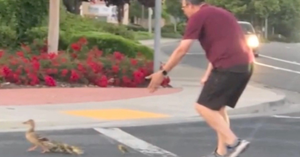 Father Struck by Car and Killed Moments After Helping Family of Ducks Cross a Street