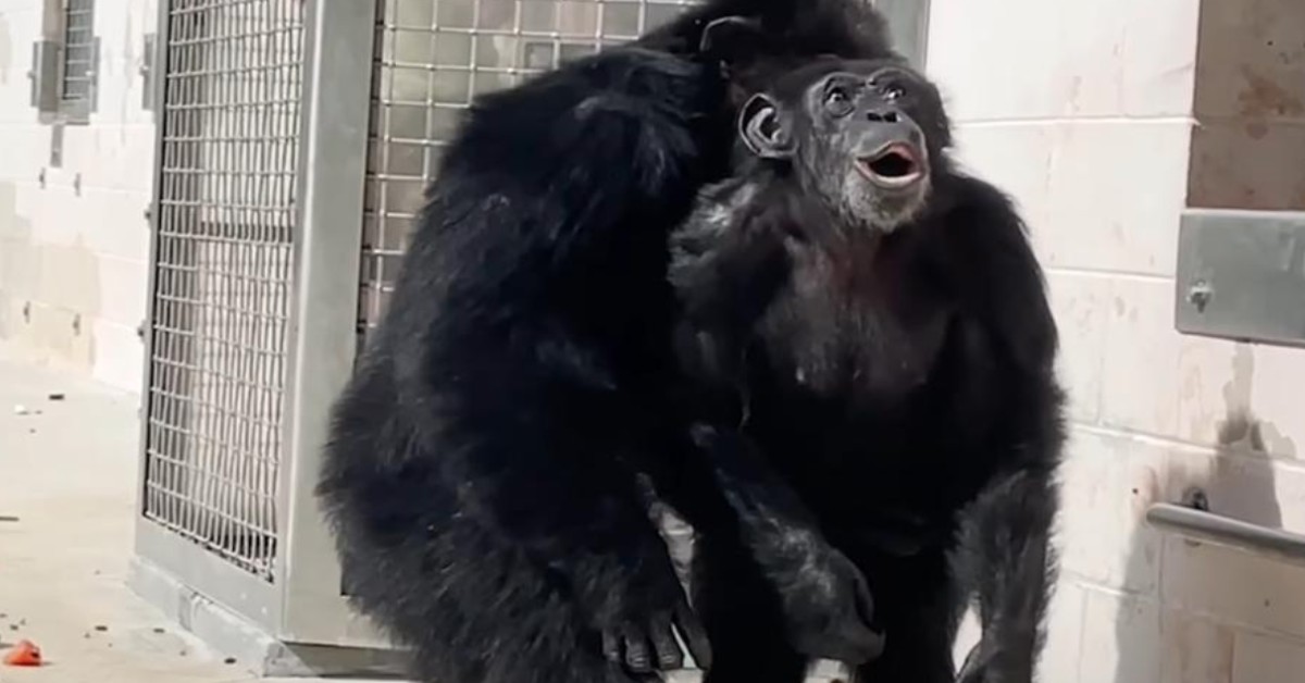 Chimpanzee sees sky for first time in her life after being caged for 28