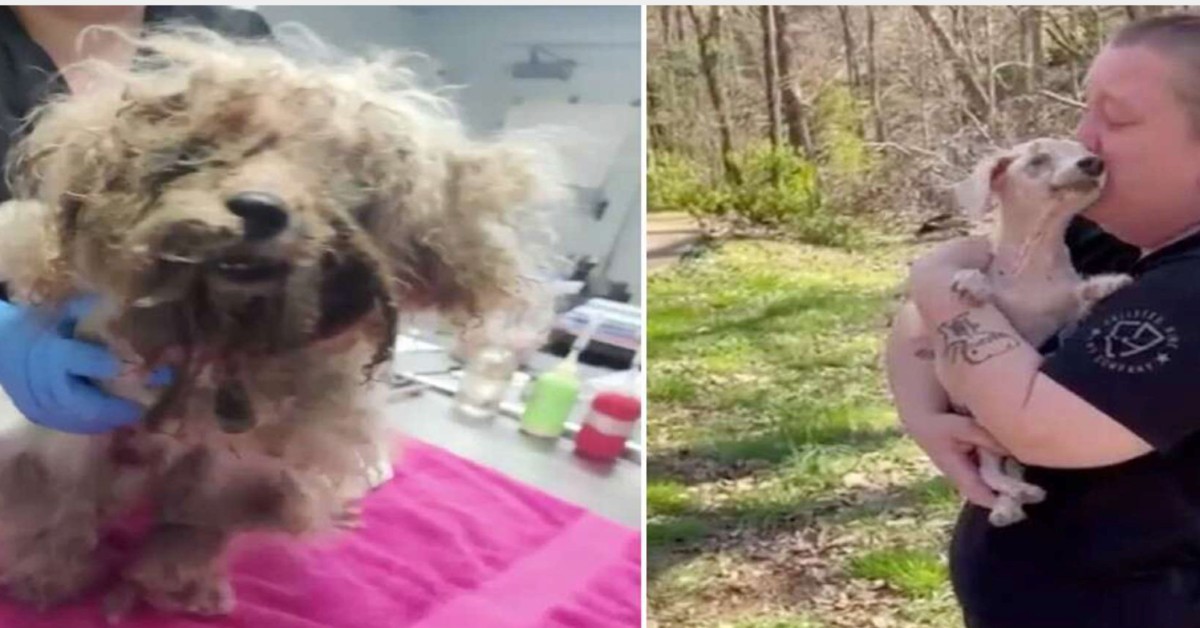 Missing Blind Senior Dog Loses It When He Finally Smells His Family Again
