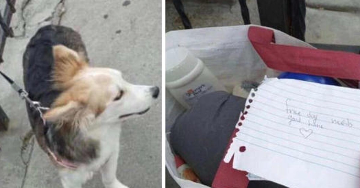 Man Finds A Dog Tied To His Fence With A Note
