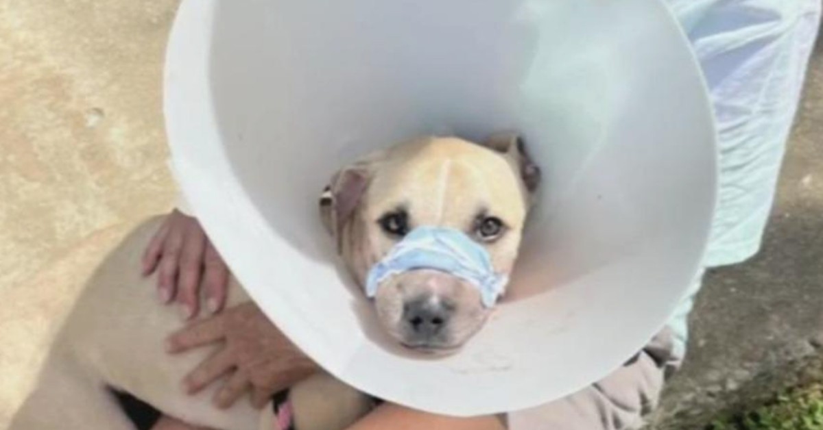 Dog recovering after abandoned at park with rubber bands wrapped around mouth