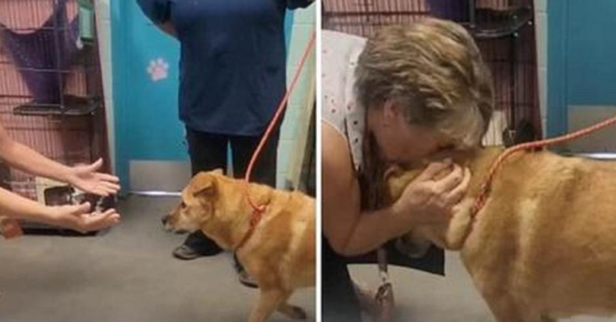 Lost Dog Reunited With Owner, Both Caught Crying On Camera