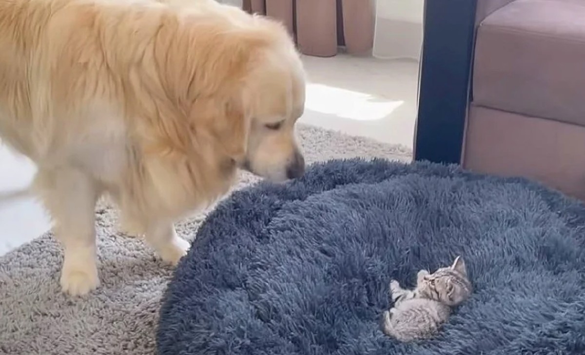 Golden’s ‘showdown’ with kitten goes viral