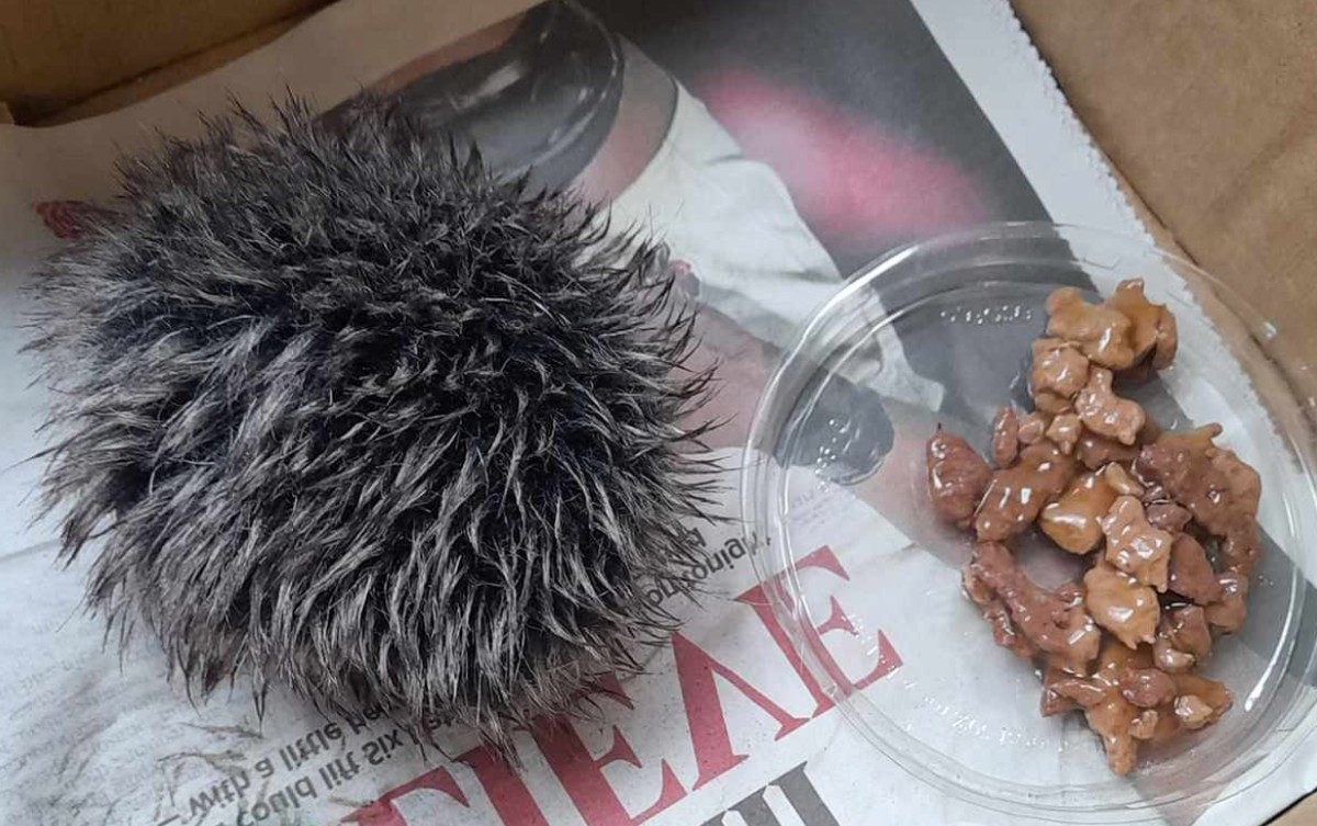 Rescued &#8216;baby hedgehog&#8217; turns out to be a pom pom from a hat
